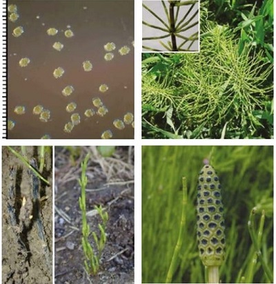Field horsetail at four growth stages